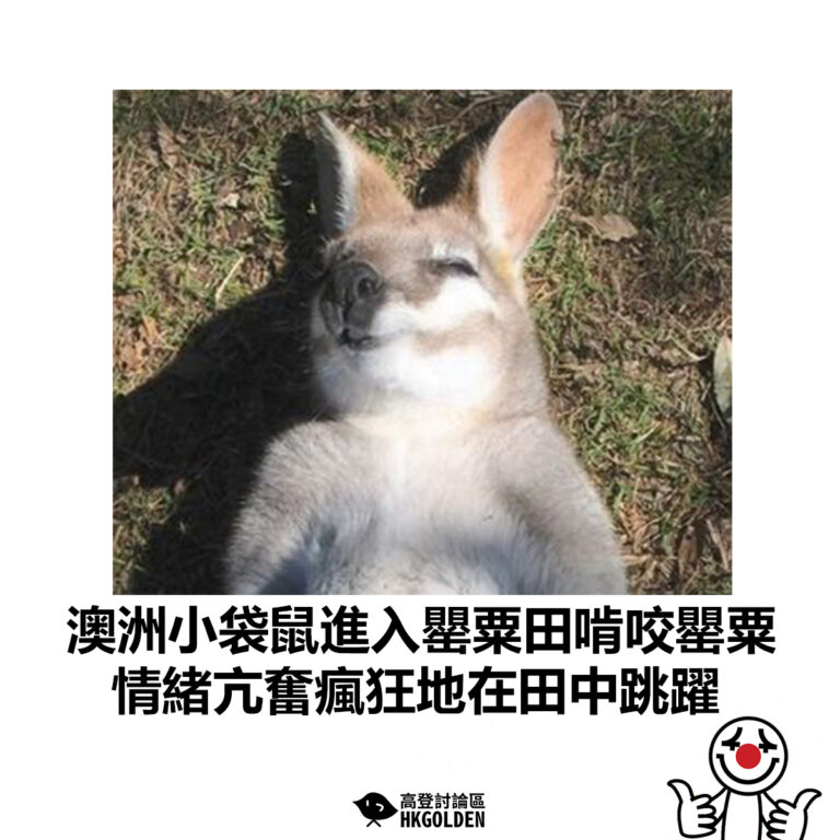 【澳洲小袋鼠進入罌粟田啃咬罌粟 情緒亢奮瘋狂地在田中跳躍】