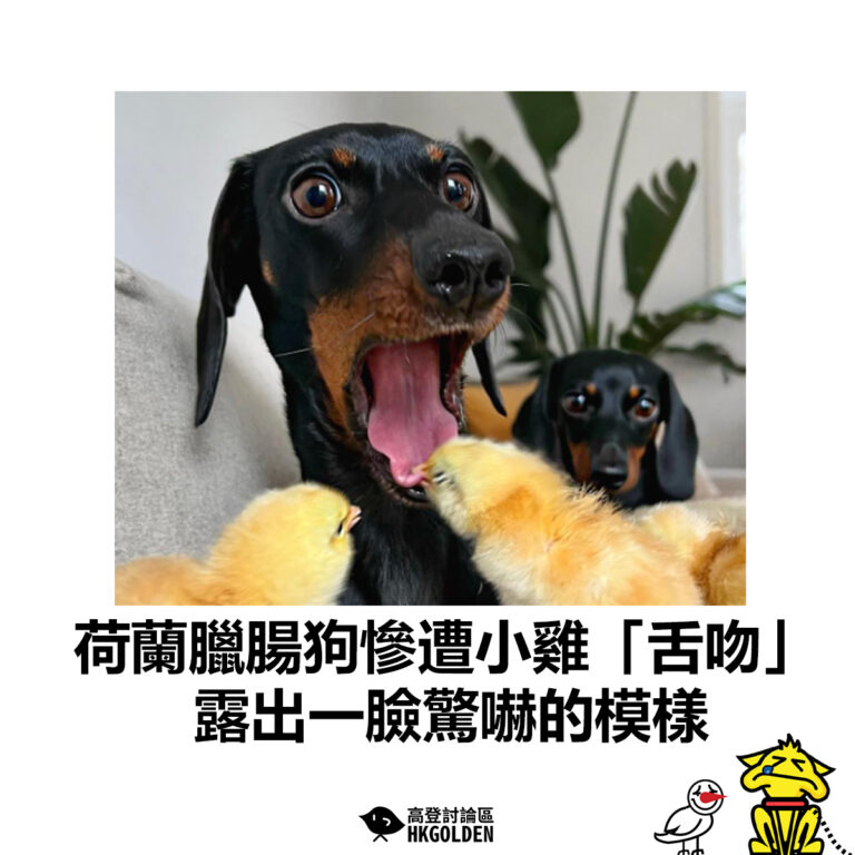 【荷蘭臘腸狗慘遭小雞「舌吻」露出一臉驚嚇的模樣】