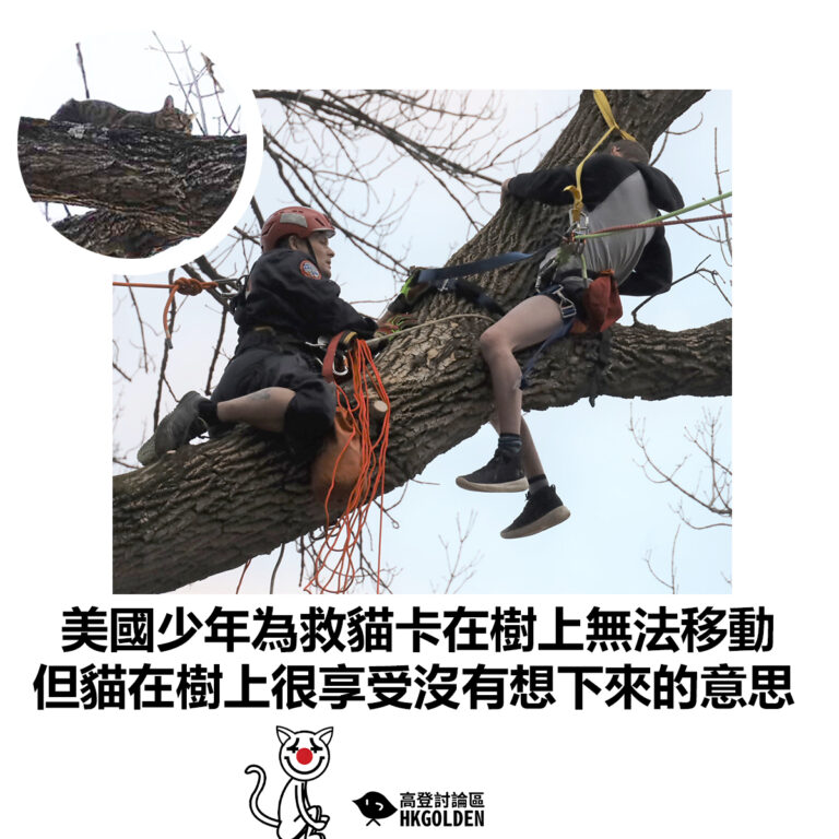 【美國少年為救貓卡在樹上無法移動  但貓在樹上很享受沒有想下來的意思】