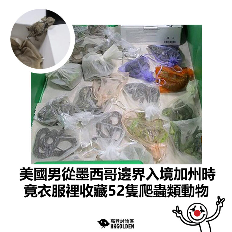 【美國男從墨西哥邊界入境加州時 竟衣服裡收藏52隻爬蟲類動物】