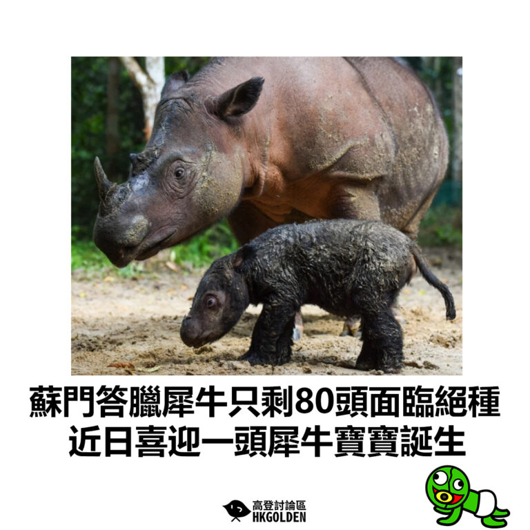 【蘇門答臘犀牛只剩80頭面臨絕種   近日喜迎一頭犀牛寶寶誕生】