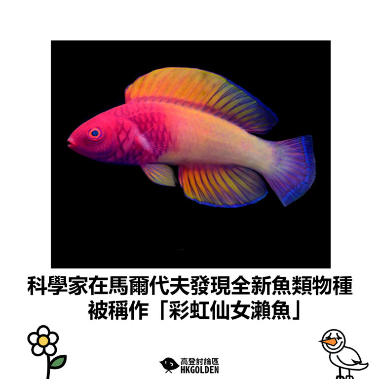 【科學家在馬爾代夫發現全新魚類物種 被稱作「彩虹仙女瀨魚」】