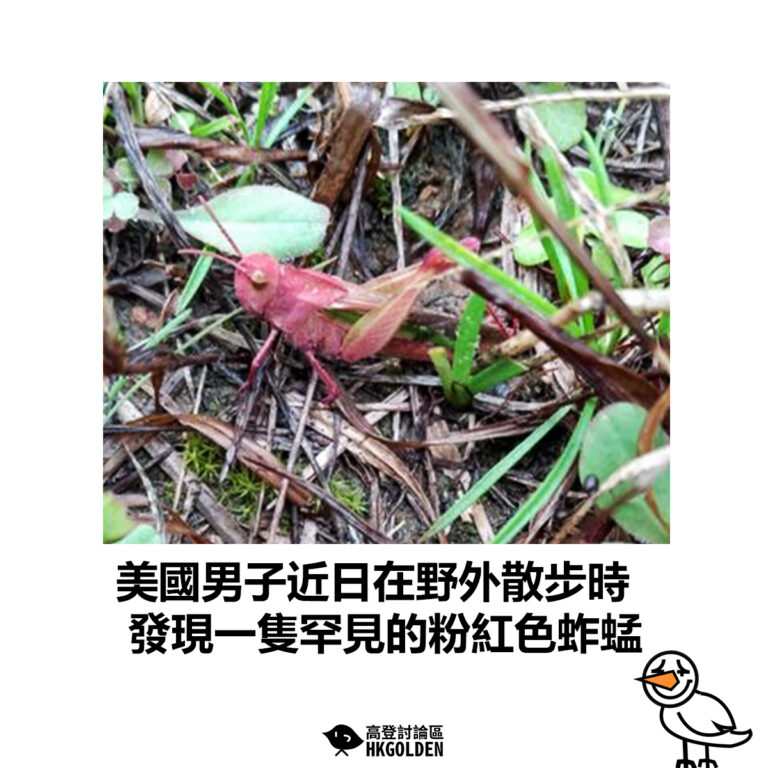 【美國男子近日在野外散步時 發現一隻罕見的粉紅色蚱蜢】