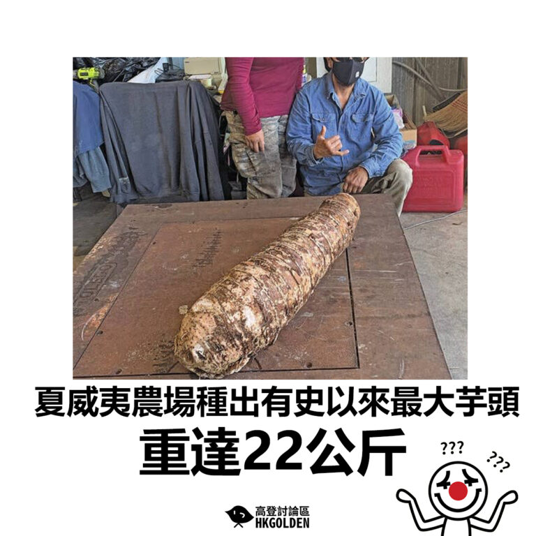 【夏威夷農場種出有史以來最大芋頭   重達22公斤】
