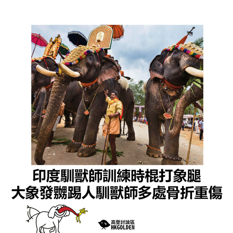 【印度馴獸師訓練時棍打象腿 大象發嬲踢人馴獸師多處骨折重傷】