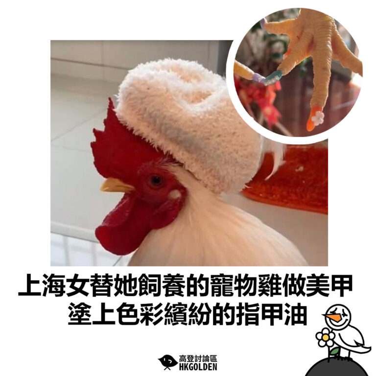 【上海女替她飼養的寵物雞做美甲 塗上色彩繽紛的指甲油】