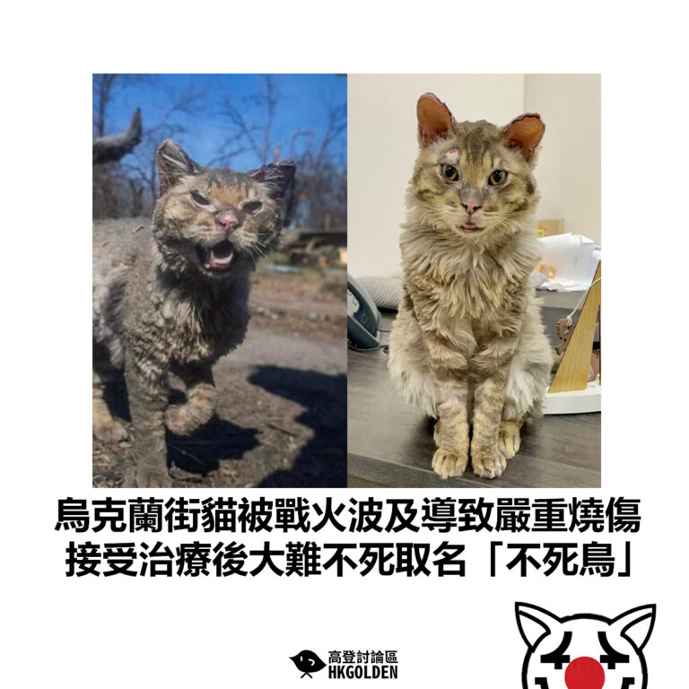 【烏克蘭街貓被戰火波及導致嚴重燒傷 接受治療後大難不死取名「不死鳥」】
