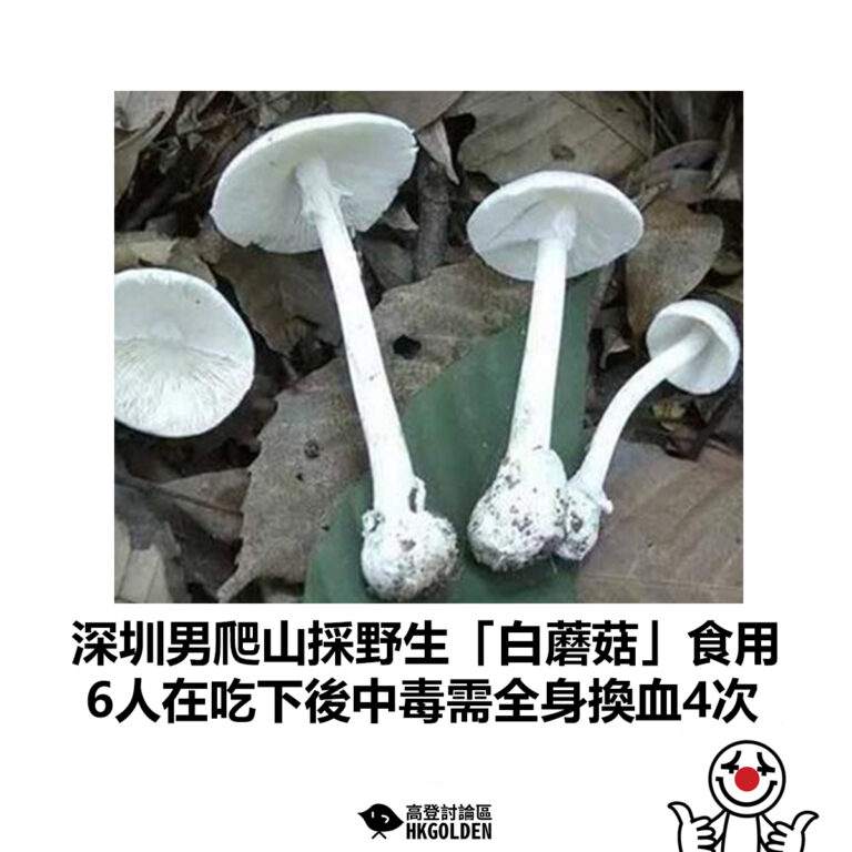 【深圳男爬山採野生「白蘑菇」食用 6人在吃下後中毒需全身換血4次】