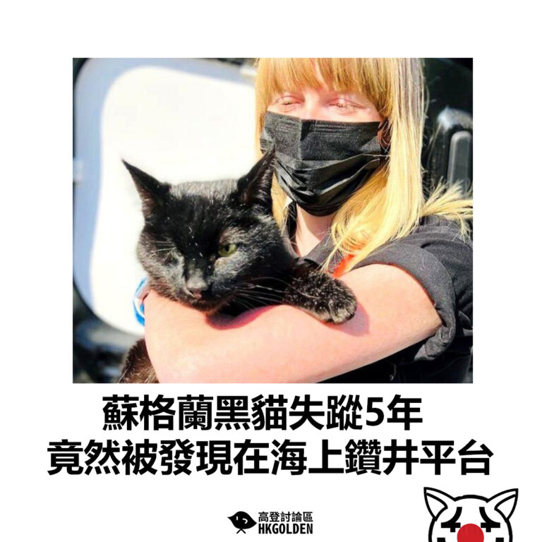 【蘇格蘭黑貓失蹤5年 竟然被發現在海上鑽井平台】