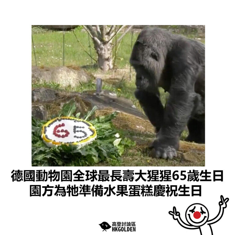 【德國動物園全球最長壽大猩猩65歲生日 園方為牠準備水果蛋糕慶祝生日快樂】
