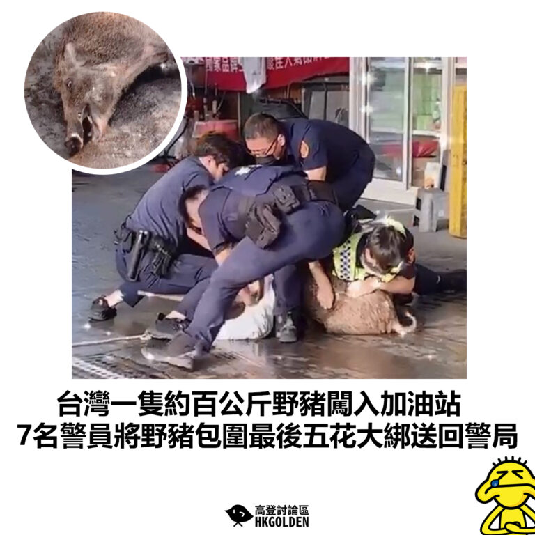 【台灣一隻約百公斤野豬闖入加油站 7名警員將野豬包圍最後五花大綁送回警局】