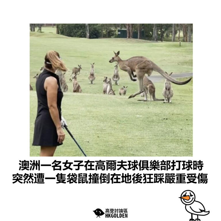 【澳洲一名女子在高爾夫球俱樂部打球時 突然遭一隻袋鼠撞倒在地後狂踩嚴重受傷】