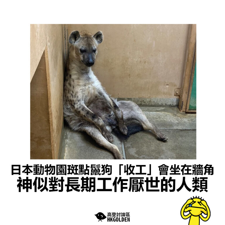 【日本動物園斑點鬣狗「收工」會坐在牆角 神似對長期工作厭世的人類】