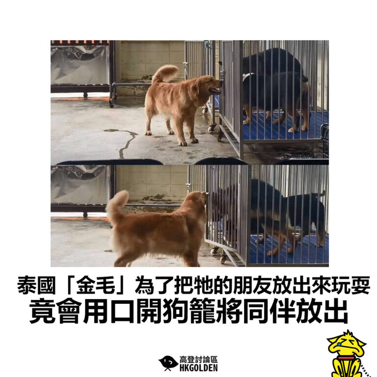 【泰國「金毛」為了把牠的朋友放出來玩耍 竟會用口開狗籠將同伴放出】