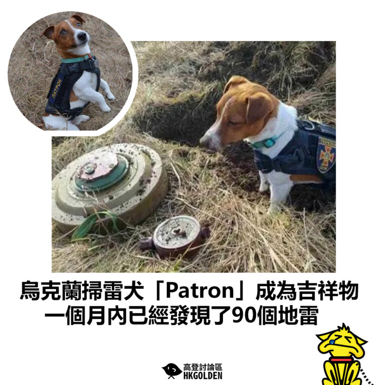 【烏克蘭掃雷犬「Patron」成為吉祥物 一個月內已經發現了90個地雷 】