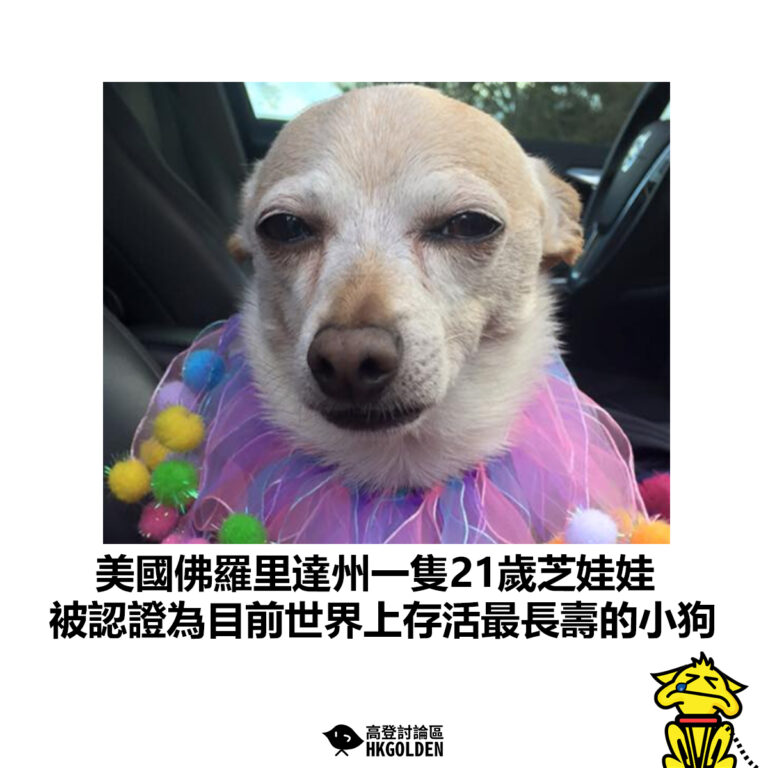 【美國佛羅里達州一隻21歲芝娃娃 被認證為目前世界上存活最長壽的小狗】