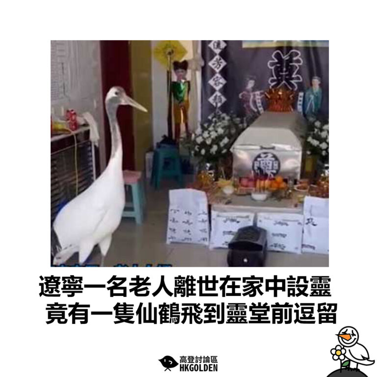 【遼寧一名老人離世在家中設靈 竟有一隻仙鶴飛到靈堂前逗留】