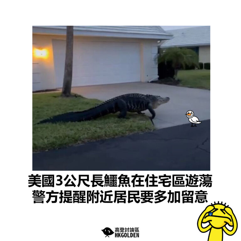 【美國3公尺長鱷魚在住宅區遊蕩 警方提醒附近居民要多加留意】