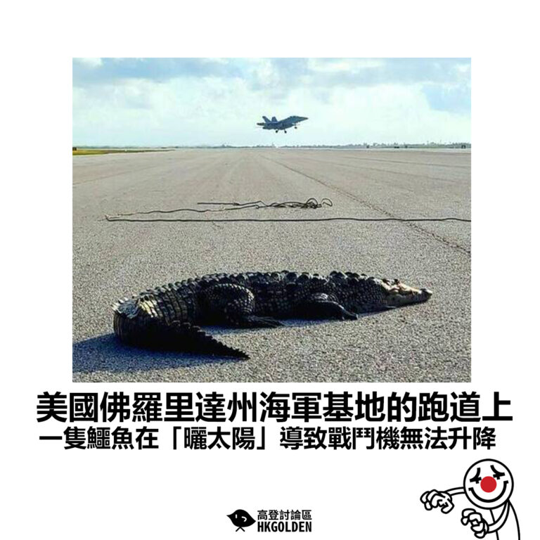 【美國佛羅里達州海軍基地的跑道上 一隻鱷魚在「曬太陽」導致戰鬥機無法升降】