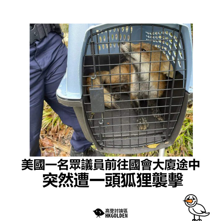 【美國一名眾議員前往國會大廈途中 突然遭一頭狐狸襲擊】