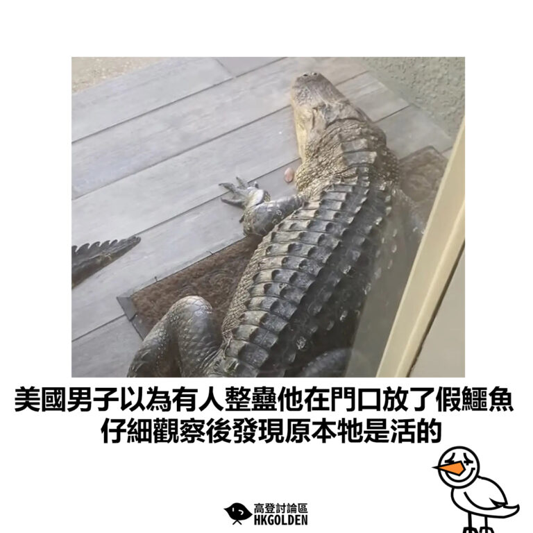 【美國男子以為有人整蠱他在門口放了假鱷魚 仔細觀察後發現原本牠是活的】