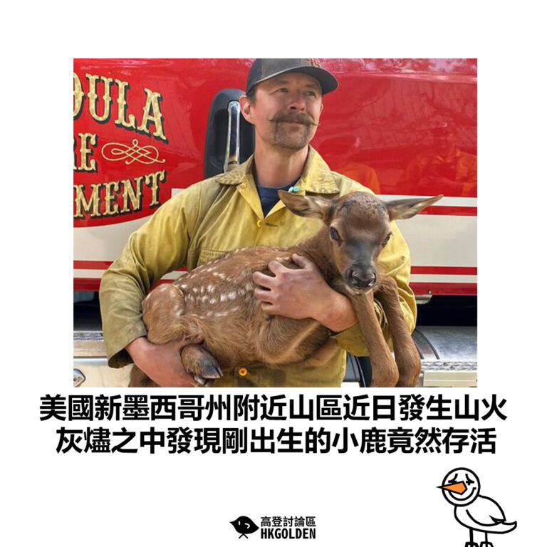 【美國新墨西哥州附近山區近日發生山火 灰燼之中發現剛出生的小鹿竟然存活】