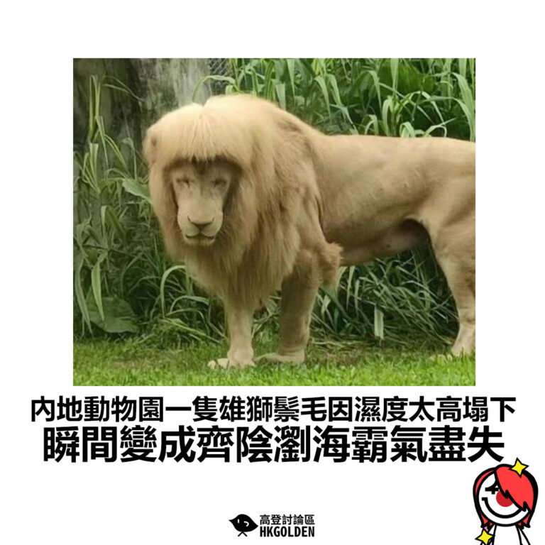 【內地動物園一隻雄獅鬃毛因濕度太高塌下  瞬間變成齊陰瀏海霸氣盡失 】
