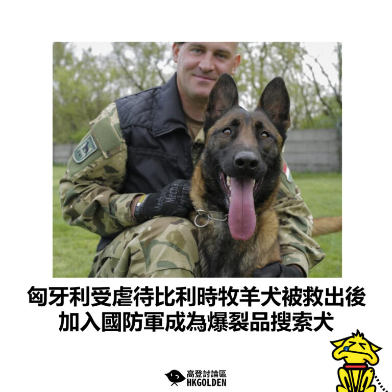 【匈牙利受虐待比利時牧羊犬被救出後 加入國防軍成為爆裂品搜索犬】