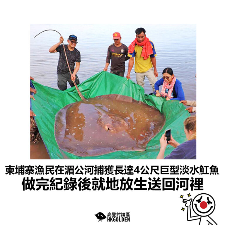 【柬埔寨漁民在湄公河捕獲長達4公尺巨型淡水魟魚 做完紀錄後就地放生送回河裡】