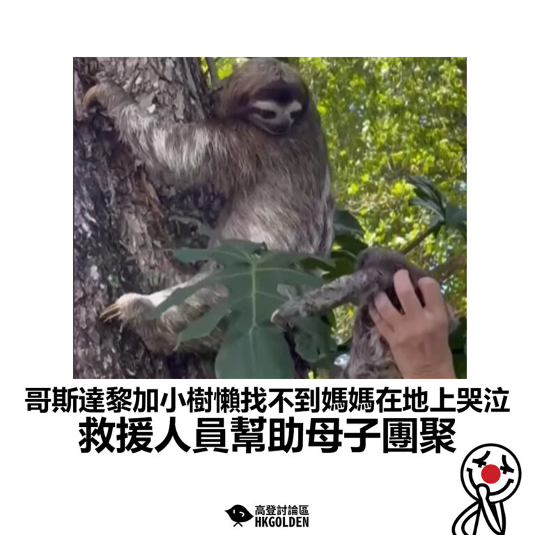 【哥斯達黎加小樹懶找不到媽媽在地上哭泣 救援人員幫助母子團聚】