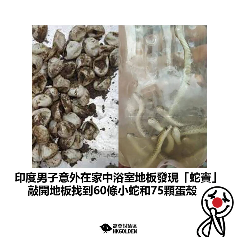【印度男子意外在家中浴室地板發現「蛇竇」 敲開地板找到60條小蛇和75顆蛋殼 】