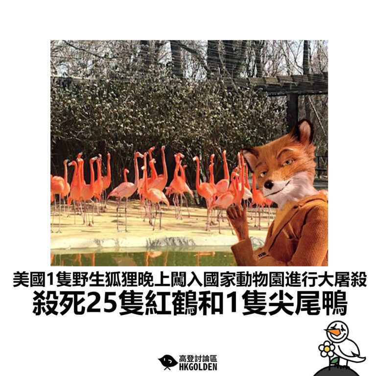 【美國1隻野生狐狸晚上闖入國家動物園進行大屠殺 殺死25隻紅鶴和1隻尖尾鴨】