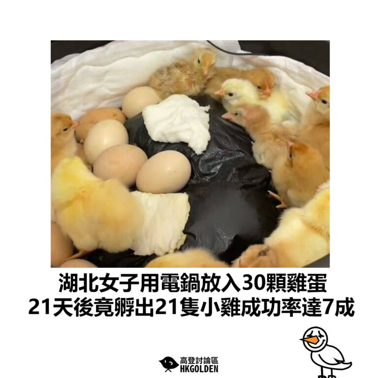 【湖北女子用電飯煲放入30顆雞蛋 21天後竟孵出21隻小雞成功率達7成】