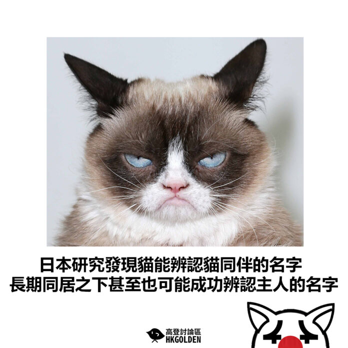 dsgvsgsgsdg