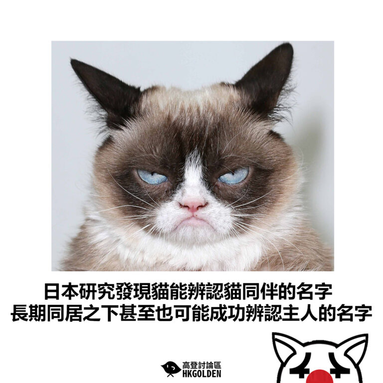 【日本研究發現貓能辨認貓同伴的名字 長期同居之下甚至也可能成功辨認主人的名字】