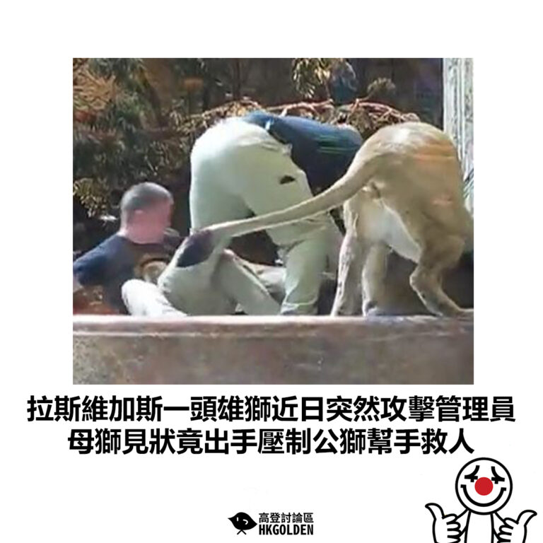 【拉斯維加斯一頭雄獅近日突然攻擊管理員 母獅見狀竟出手壓制公獅幫手救人】