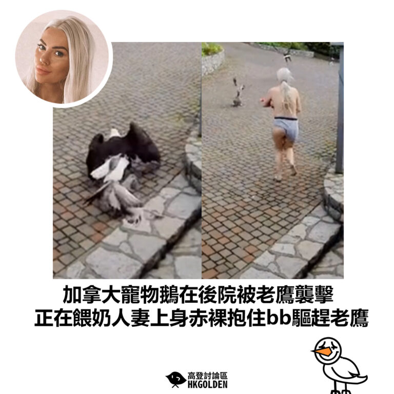 【加拿大寵物鵝在後院被老鷹襲擊 正在餵奶人妻上身赤裸抱住bb驅趕老鷹】