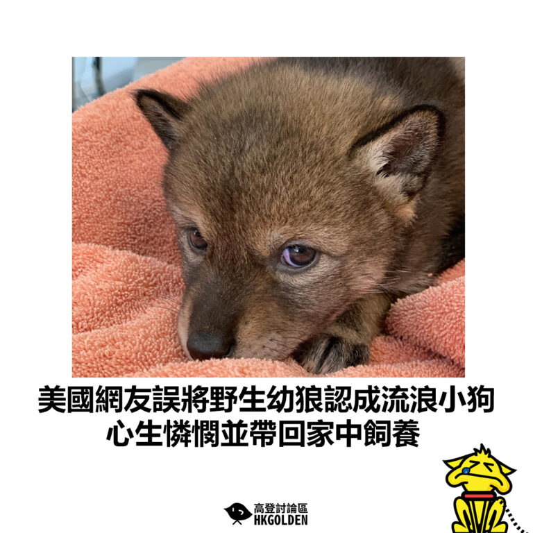 【美國網友誤將野生幼狼認成流浪小狗 心生憐憫並帶回家中飼養】