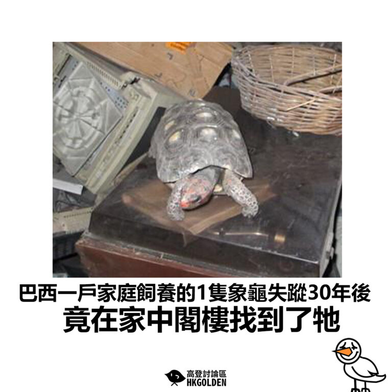 【巴西一戶家庭飼養的1隻象龜失蹤30年後 竟在家中閣樓找到了牠】