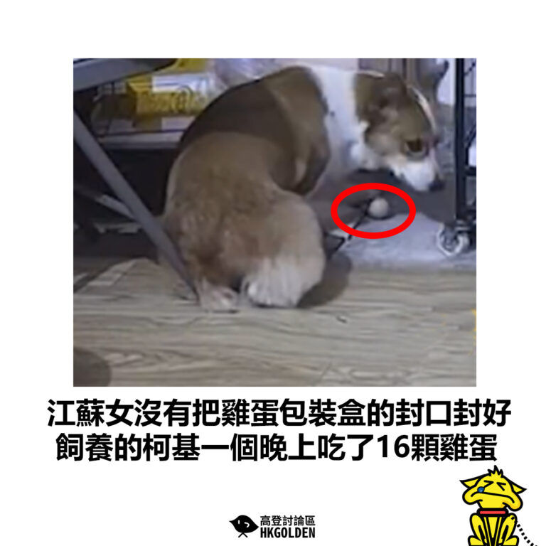 【江蘇女沒有把雞蛋包裝盒的封口封好 飼養的柯基一個晚上吃了16顆雞蛋】