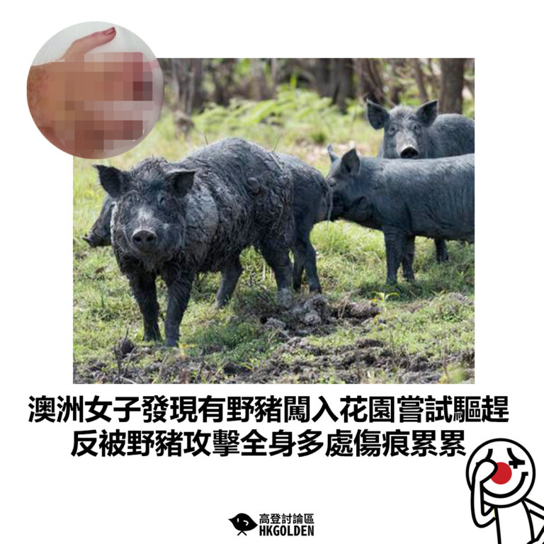 【澳洲女子發現有野豬闖入花園嘗試驅趕 反被野豬攻擊全身多處傷痕累累 】