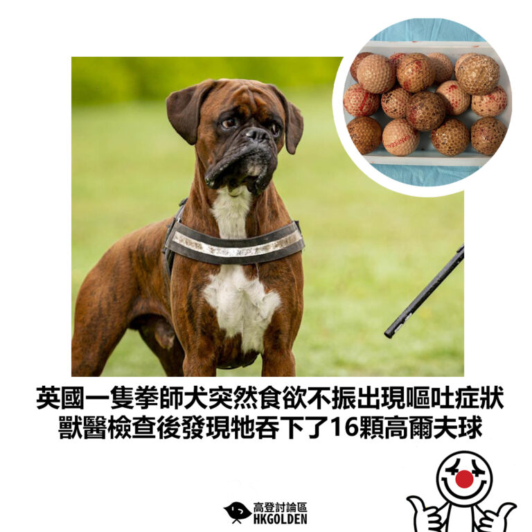 【英國一隻拳師犬突然食欲不振出現嘔吐症狀 獸醫檢查後發現牠吞下了16顆高爾夫球】