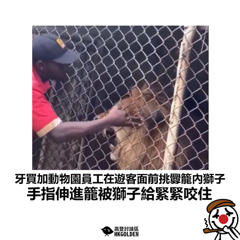 【牙買加動物園員工在遊客面前挑釁籠內獅子 手指伸進籠被獅子給緊緊咬住】
