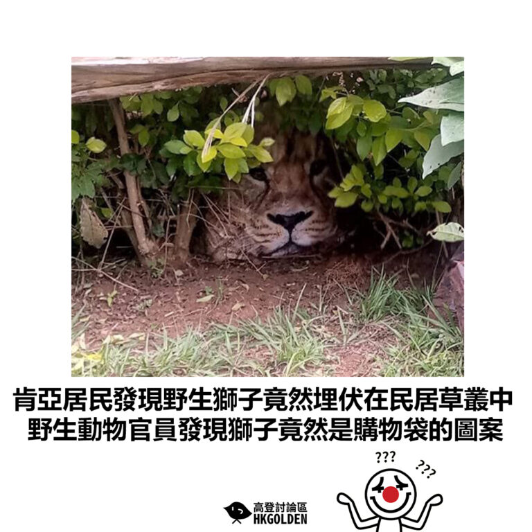 【肯亞居民發現野生獅子竟然埋伏在民居草叢中 野生動物官員發現獅子竟然是購物袋的圖案】