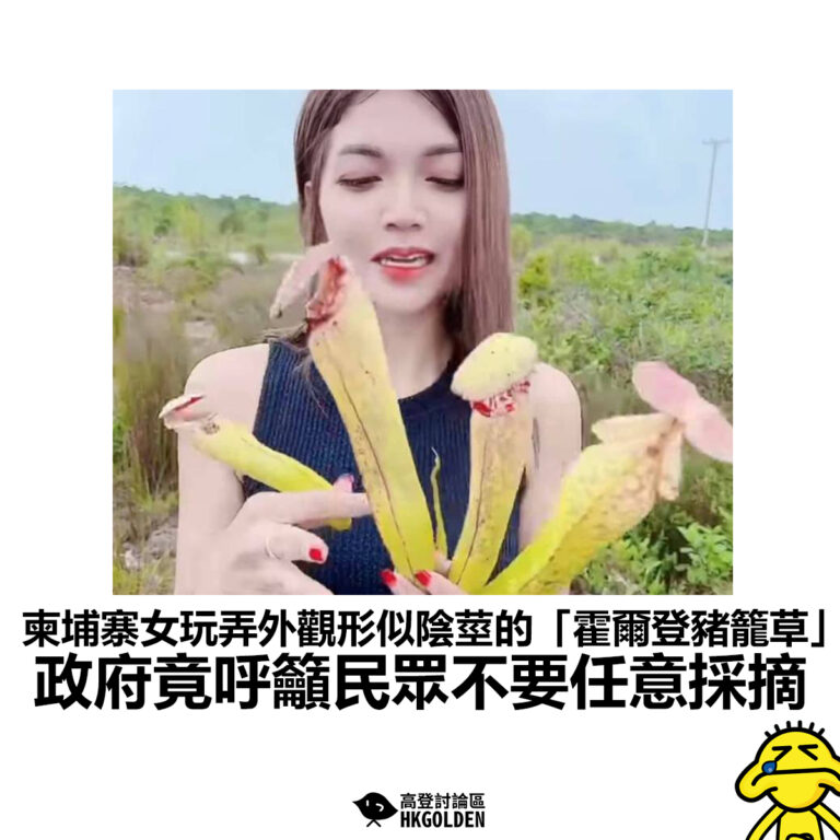 【柬埔寨女玩弄外觀形似陰莖的「霍爾登豬籠草」政府竟呼籲民眾不要任意採摘】