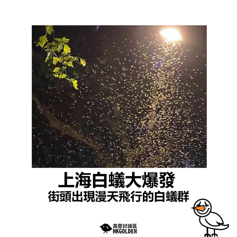 【上海白蟻大爆發 街頭出現漫天飛行的白蟻群】