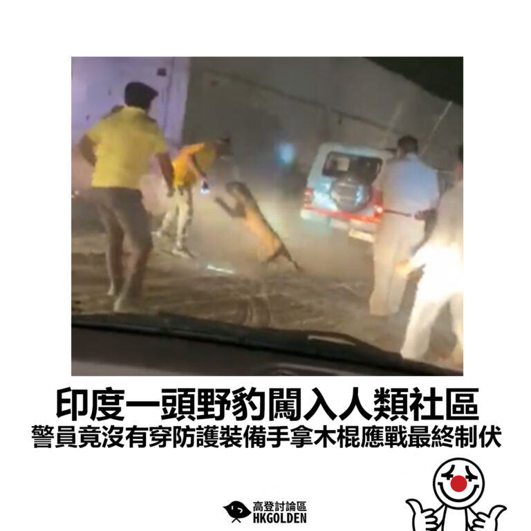 【印度一頭野豹闖入人類社區 警員竟沒有穿防護裝備手拿木棍應戰最終制伏 】
