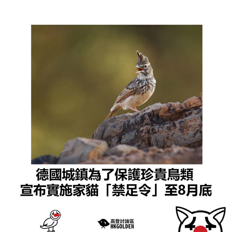 【德國城鎮為了保護珍貴鳥類 宣布實施家貓「禁足令」至8月底】