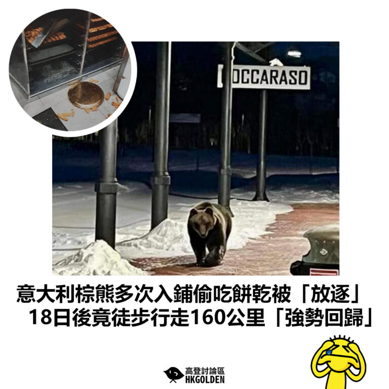 【意大利棕熊多次入鋪偷吃餅乾被「放逐」 18日後竟徒步行走160公里「強勢回歸」】