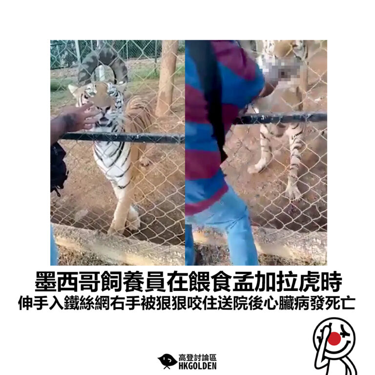 【墨西哥飼養員在餵食孟加拉虎時 伸手入鐵絲網右手被狠狠咬住送院後心臟病發死亡】